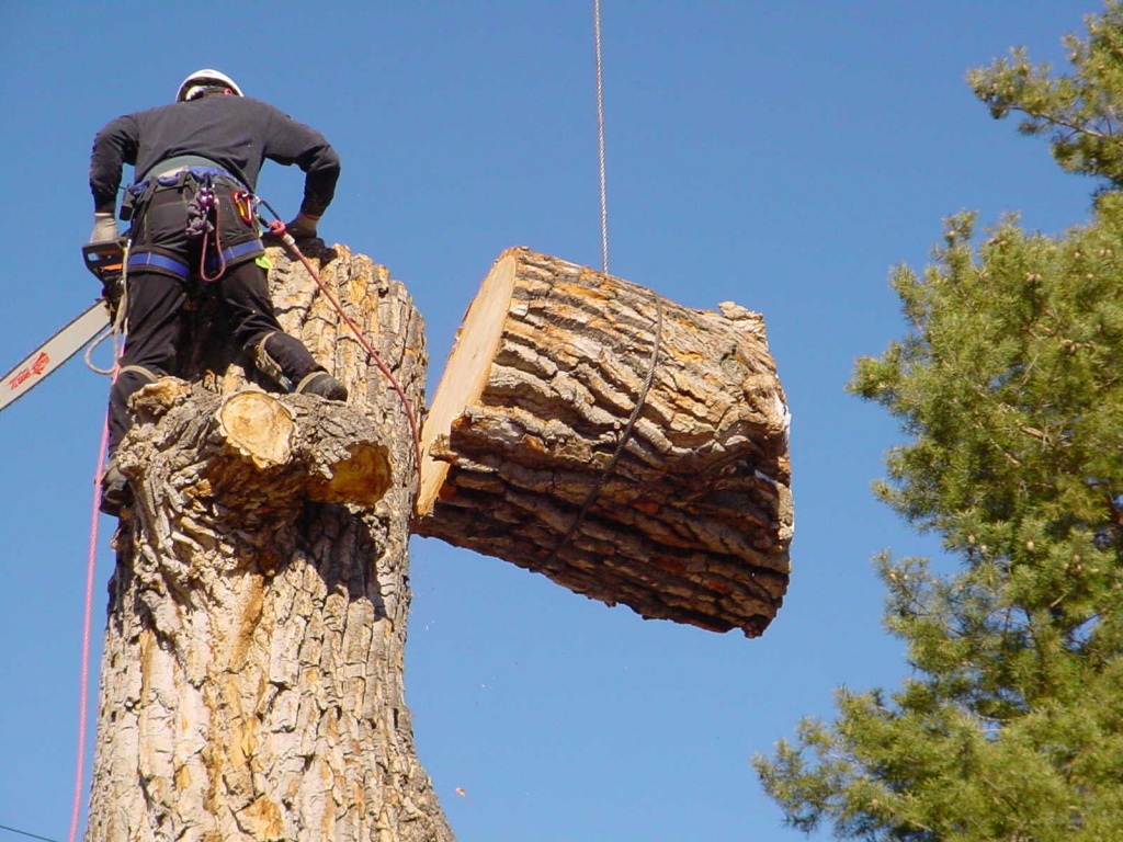 man doing Tree Removal