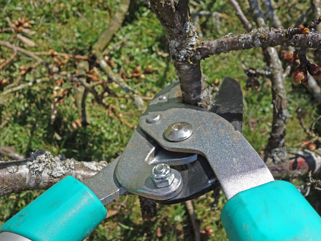 Tree Pruning service