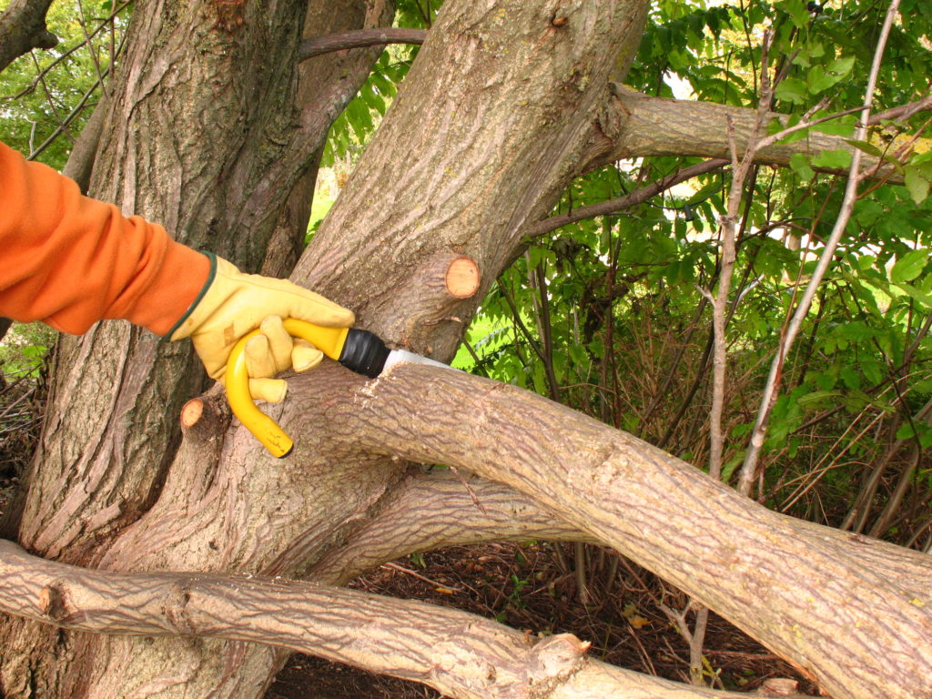 man doing Tree Trimming